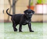 Small #3 Mutt