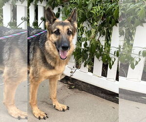 German Shepherd Dog Dogs for adoption in Newport Beach, CA, USA