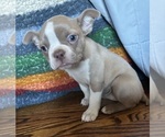 Puppy Puppy 2 Boston Terrier