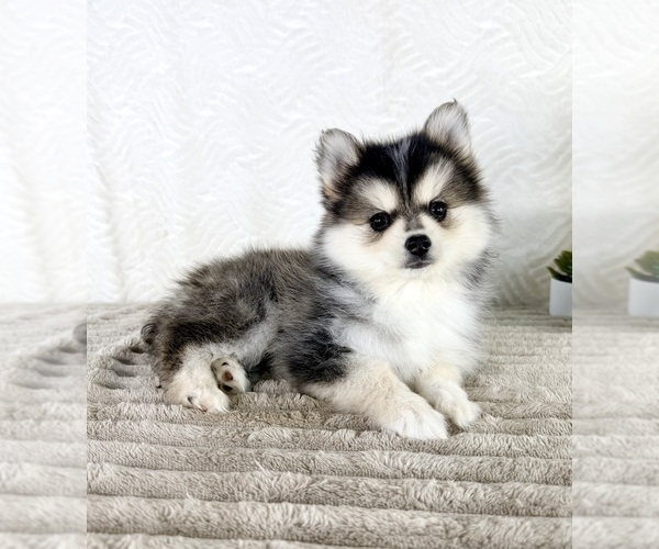 Medium Photo #5 Pomsky Puppy For Sale in GREENFIELD, IN, USA