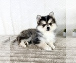 Small #4 Pomsky