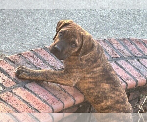 Medium Photo #10 Cane Corso Puppy For Sale in FAYETTEVILLE, NC, USA