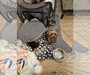 Father of the Yorkshire Terrier puppies born on 12/03/2025