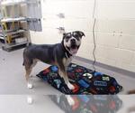 Small American Pit Bull Terrier-Siberian Husky Mix