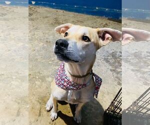 Labrador Retriever-Unknown Mix Dogs for adoption in Virginia Beach, VA, USA