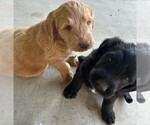 Small #2 Labradoodle