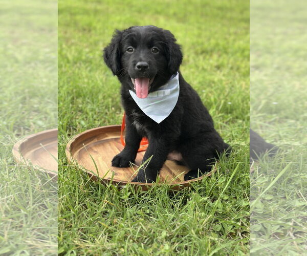 Medium Photo #7 Aussiedor Puppy For Sale in Euless, TX, USA