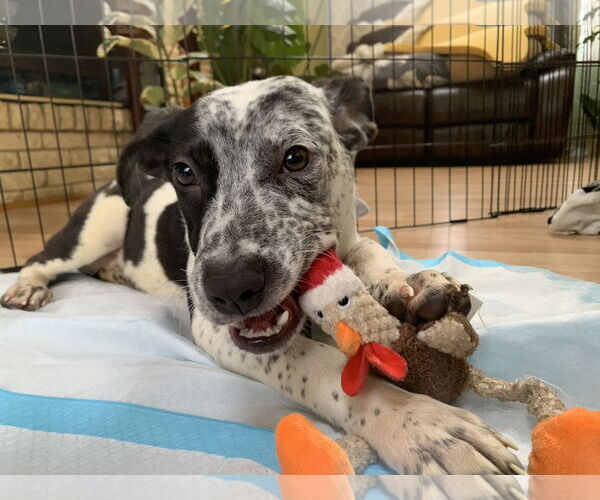 Medium Photo #6 Mountain Cur-Unknown Mix Puppy For Sale in Rockaway, NJ, USA