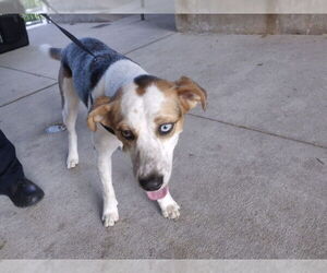 Labbe Dogs for adoption in Texas City, TX, USA