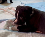 Small Photo #6 Shepradors Puppy For Sale in Princeton, MN, USA