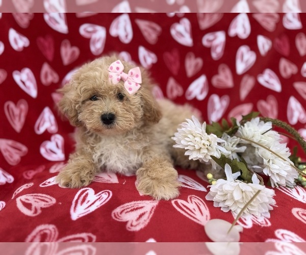 Medium Photo #3 Bichpoo Puppy For Sale in LAKELAND, FL, USA