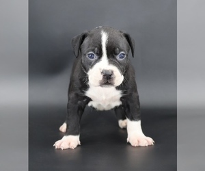 American Bully Puppy for sale in CHAMPAIGN, IL, USA
