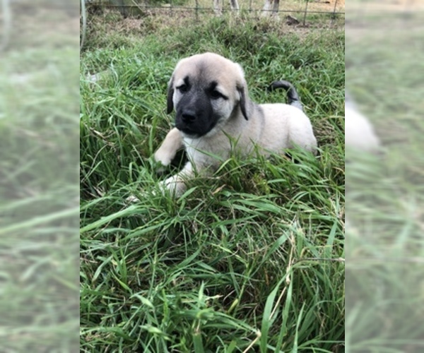 Medium Photo #11 Anatolian Shepherd Puppy For Sale in ROBSTOWN, TX, USA