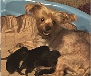Mother of the Yorkshire Terrier puppies born on 12/03/2022