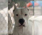 Carsen - Male Argentinian Mastiff Dog for Adoption - Small photo