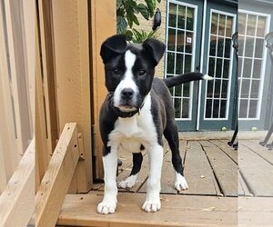 Border Collie-Unknown Mix Dogs for adoption in Crete, IL, USA