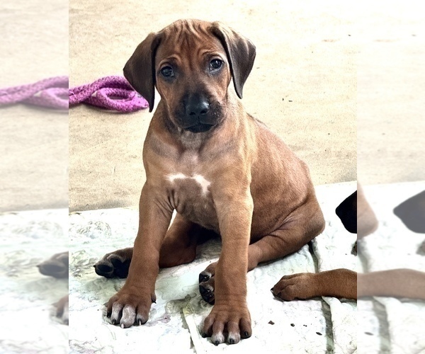 Medium Photo #13 Rhodesian Ridgeback Puppy For Sale in MADISON, GA, USA