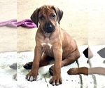 Small #12 Rhodesian Ridgeback