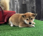 Small #4 Shiba Inu
