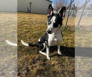 Siberian Husky-Unknown Mix Dogs for adoption in Ogden, UT, USA