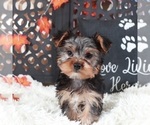 Small #2 Yorkshire Terrier