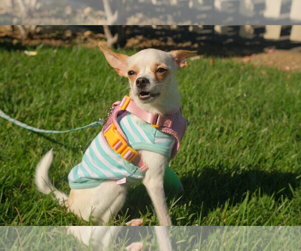 Medium Photo #2 Chihuahua-Unknown Mix Puppy For Sale in San Jose, CA, USA
