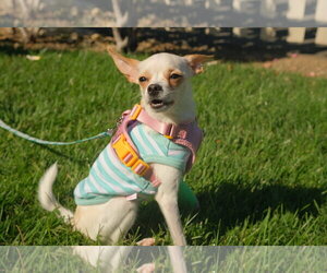 Little Girl - Female Chihuahua-Unknown Mix Dog for Adoption - Photo #2