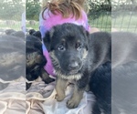 Small Photo #6 German Shepherd Dog Puppy For Sale in BOERNE, TX, USA