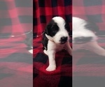 Small Photo #18 Border Collie-Sheepadoodle Mix Puppy For Sale in MARATHON, WI, USA