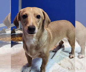 Dachshund Dogs for adoption in Walnutport, PA, USA