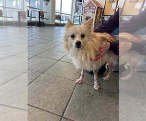 Pomeranian-Unknown Mix Dogs for adoption in San Antonio, TX, USA