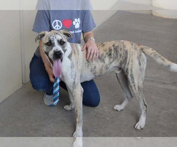 Medium Photo #3 Mutt Puppy For Sale in McKinney, TX, USA