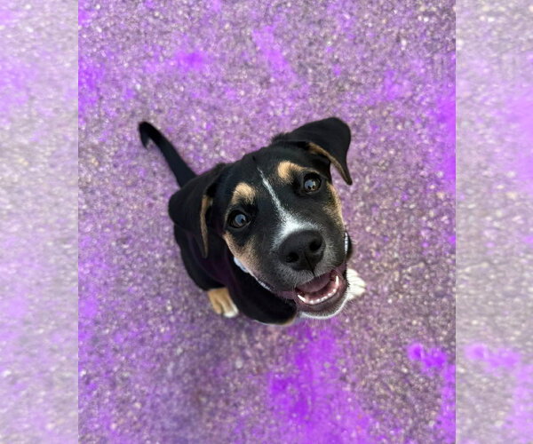 Medium Photo #3 Aussiedor Puppy For Sale in Germantown, OH, USA