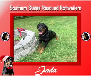 Rottweiler-Unknown Mix Dogs for adoption in White Hall, AR, USA