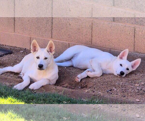 Medium Photo #7 - Mix Puppy For Sale in Phoenix, AZ, USA