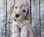 Small Photo #12 Australian Labradoodle Puppy For Sale in RICHLAND, WA, USA