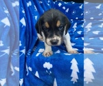 Small Photo #1 American Foxhound Puppy For Sale in AIKEN, SC, USA