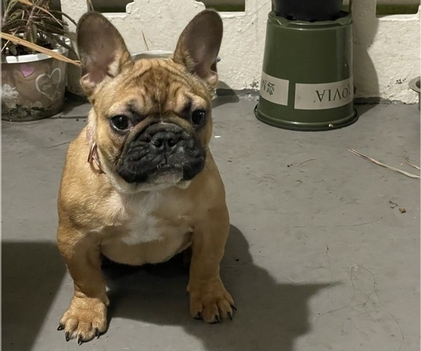 Medium Photo #3 French Bulldog Puppy For Sale in DAVIE, FL, USA