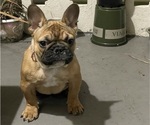 Small Photo #3 French Bulldog Puppy For Sale in DAVIE, FL, USA