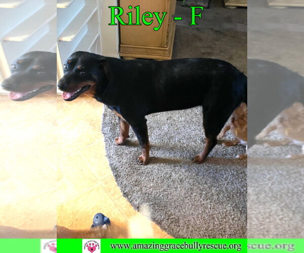 Medium Photo #3 Rottweiler Puppy For Sale in Milton, FL, USA