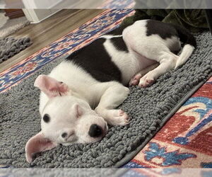 Mutt Dogs for adoption in San Antonio, TX, USA