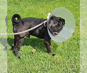 Pug Dogs for adoption in Camarillo, CA, USA