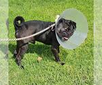 Small Pug