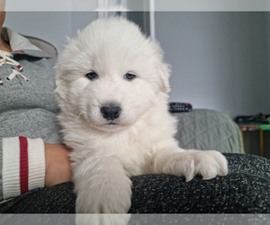 Samoyed Puppy for sale in Newmarket, Ontario, Canada