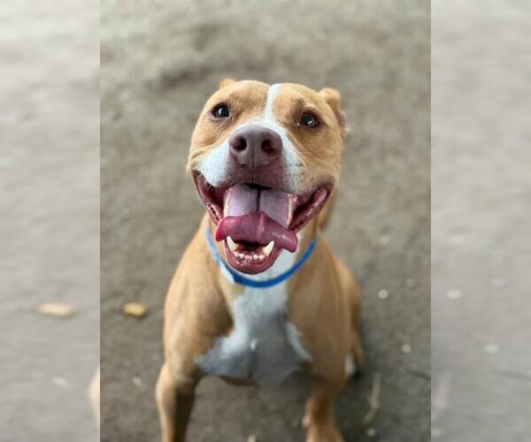 Medium Photo #1 American Pit Bull Terrier Puppy For Sale in Riverside, CA, USA