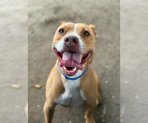 Medium American Pit Bull Terrier