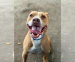 Small American Pit Bull Terrier