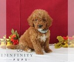 Small Goldendoodle