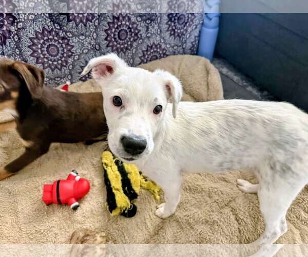 Medium Photo #7 Mutt Puppy For Sale in Sandy, UT, USA