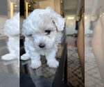 Small Photo #4 Maltipoo-Morkie Mix Puppy For Sale in TURNER, OR, USA